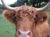 Cows in New Zealand, Bird Cottage, Taupo