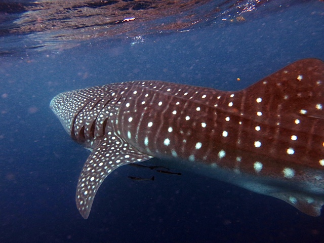 Whale Shark, Ningaloo Reef, Australia Whale Shark, Ningaloo Reef, Australia