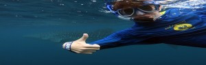 Austin's Whale Shark birthday wish