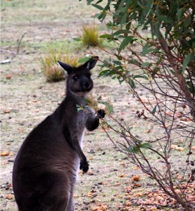 Kangaroo on Kangaroo Island Australia Kangaroo, Kangaroo Island Australia